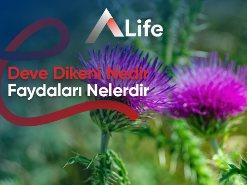 Deve Dikeni Nedir? Faydaları Nelerdir?